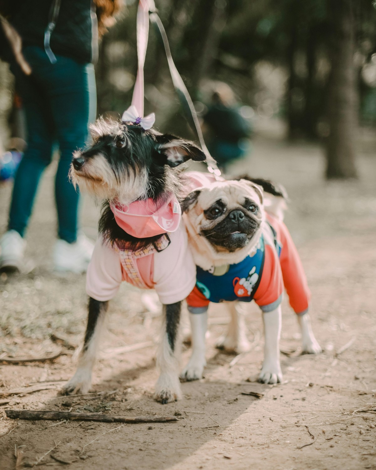 PawFest Comes to Chembur:  A Fun Day Out for Pet Lovers 🐾