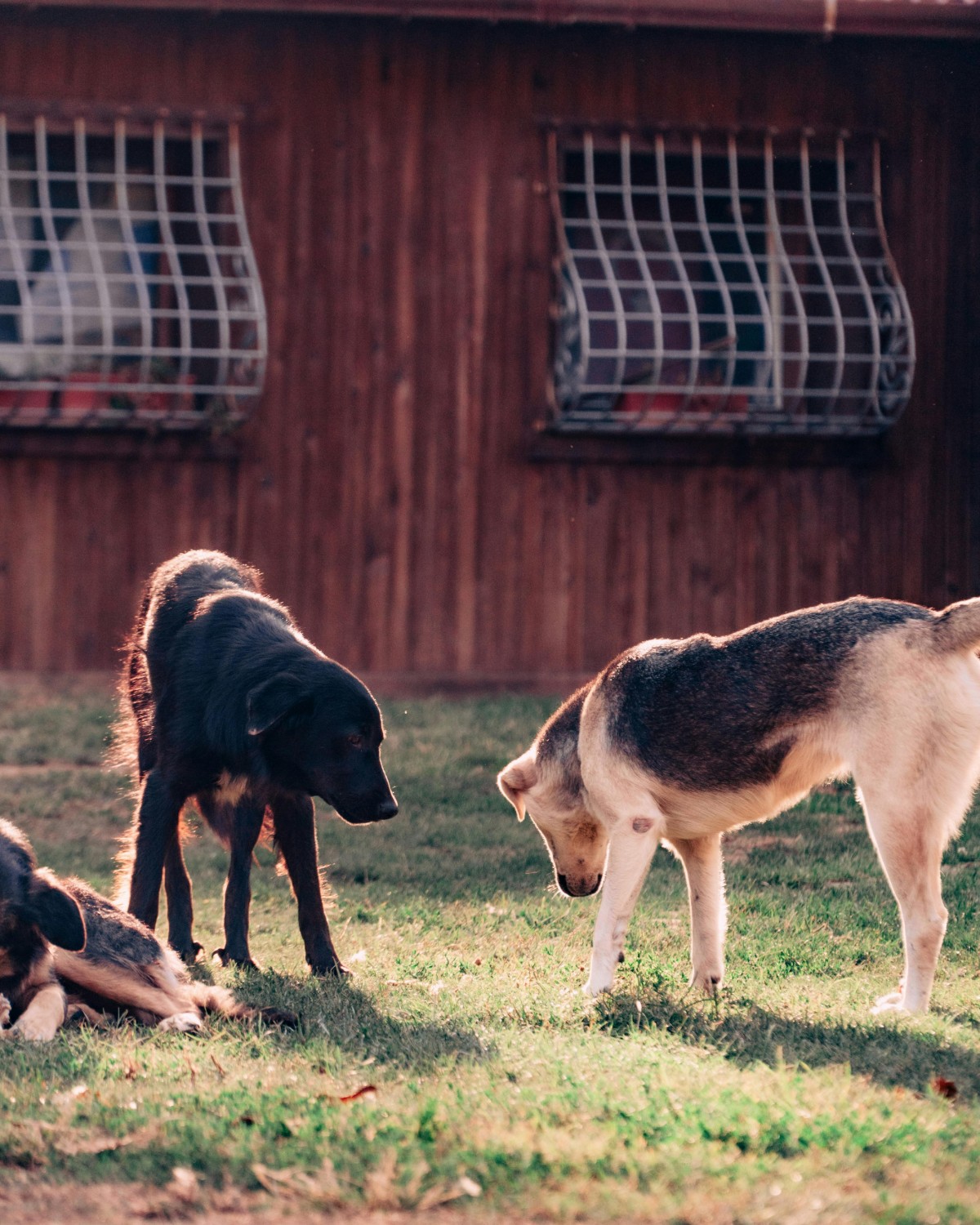 BMC’s Dog Shelter Plan for Chembur